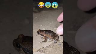 Prey Frog funny video  funny cartoon video  frogs cartoon animal preyfrog frog [upl. by Wernher]