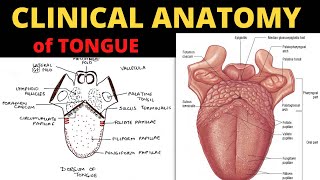 Clinical Anatomy of Tongue  Tongue Anatomy 55 [upl. by Seroled]