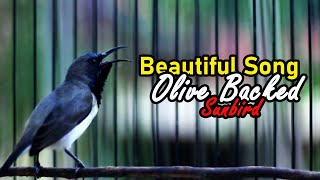 OliveBacked Sunbird Sound Call In Beautiful Song [upl. by Agon]