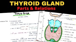 Thyroid Gland Anatomy 13  Parts amp Relations  Head amp Neck [upl. by Synn]