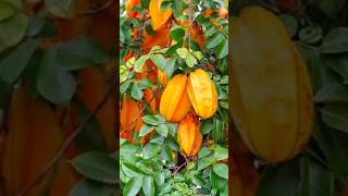 Starfruit💚✨️ shorts gardening trending starfruit fruitcutting trendingshorts [upl. by Amsirhc989]