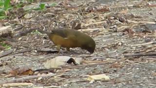 Thickbilled SeedFinch [upl. by Adrea739]