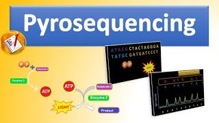 Pyrosequencing  The Basic Principle and Steps Involved Explained [upl. by Amor]