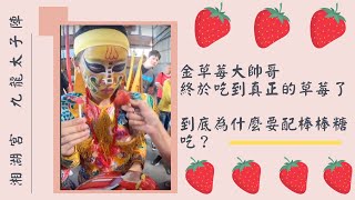 【九龍太子陣 直播】  金草莓大帥哥終於吃到真正的草莓了！到底為什麼要配棒棒糖吃？ [upl. by Homans]