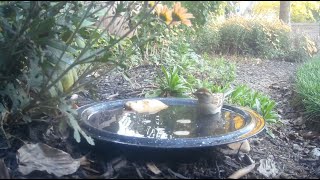 Bird Bath October 22 2024 34 [upl. by Riker]