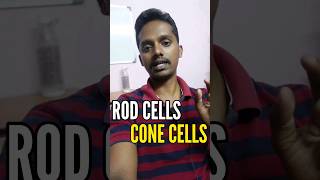 Rod cells and Cone cells [upl. by Cheatham]