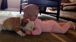 Bulldog puppy kissing the baby [upl. by Earazed456]