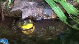 ⟹ Frogs  Pond life  This is what these frogs do when i walk by [upl. by Idarb]