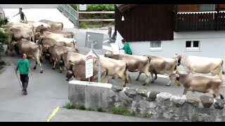 Alpaufzug 2022 Richtung Obersee Näfels CHGL [upl. by Essenaj]