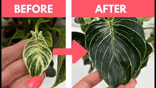 3 Simple Tips to Grow Bigger Leaves on Your Philodendron Birkin ✅ [upl. by Antipas]