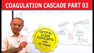 Coagulation Cascade  Part 312 [upl. by Yeldar]