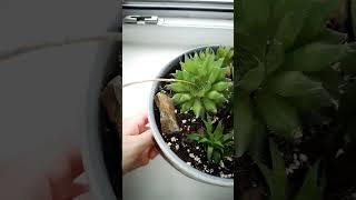 Haworthia Cooperi shorts plants succulent [upl. by Niobe37]