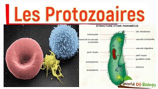 module zoologie embranchement des protozoaires partie 3 [upl. by Jessalin432]