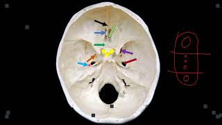 CRANIAL CAVITY AND SKULL FORAMINA [upl. by Junko567]