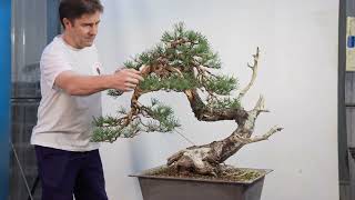 Pinus sylvestris quotLa Joyaquot REFORMA [upl. by Ecnaret]