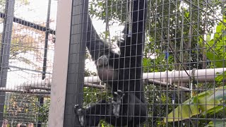 Siamang at the Japan Zoo [upl. by Peoples]