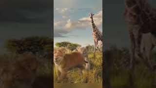 Mufasa The Lion King Official Trailer Review Hindi shorts lionking mufasa [upl. by Callan]