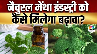 Mentha Commodity देश में मेंथा की राह नहीं रही आसान क्या वाकई गिर रहे नैचुरल मेंथा Oil के दाम [upl. by Anit]