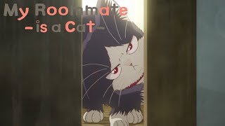 Cats Wish Episode 1 Eng Dub  Supernatural  Harem Anime [upl. by Lalat]