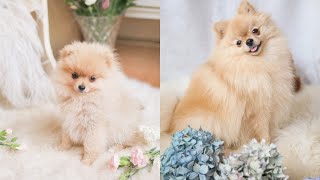 Our Pomeranian from 4 weeks to 3 years  Cute Compilation  Katie KALANCHOE [upl. by Kareem205]