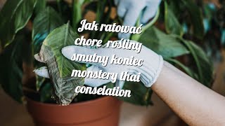 jak ratować chore rośliny smutny koniec monstery thai conselation [upl. by Dale]