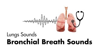 Bronchial Breath Sounds  Lung Sounds  Medzcool [upl. by Moncear]