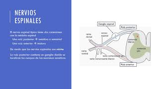 Nervios espinales y Plexos nerviosos [upl. by Bobbe]