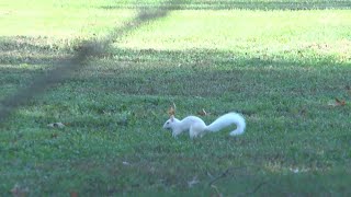 Olneys 46th Annual Squirrel Count results are in [upl. by Juliana736]