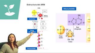 TRANSCRIPCIÓN Y TRADUCCIÓN DEL ADNPSU BIOLOGÍACLASE N°26 [upl. by Danas]