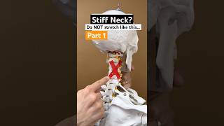 Part 1 of 2  How to stretch a stiff neck on thanksgiving physicaltherapy neckpainrelief [upl. by Neddie99]