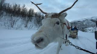 Traditional Sámi Reindeer Sledding  Traditioneller Sámi Rentierschlitten [upl. by Prevot482]