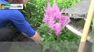 All About Astilbe [upl. by Cooper]