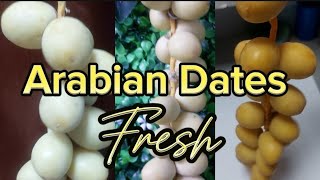 FRESH ARABIAN DATES  TAMAR nenataripelicup [upl. by Rina]