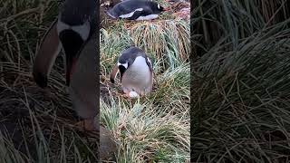 🐧 Gentoo Penguin Taking Care of Their Egg in South Georgia 🐧 [upl. by Philis220]