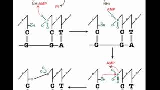 How DNA Ligation Works [upl. by Arron513]