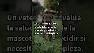 🦷🐾 Limpieza Dental Profesional para Mascotas [upl. by Ayamahs]