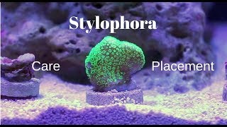 Stylophora SPS  Description Care and Placement [upl. by Yendys]