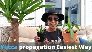 Yucca plant propagation  The easiest way  How to propagate yucca plant  Repotting a young Yucca [upl. by Diann]