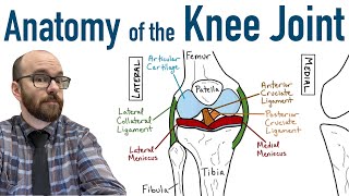 Anatomy of the Knee Joint [upl. by Adaynek87]