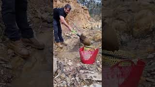 Gold Panning Australian Creek Gold [upl. by Amin]