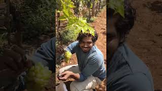 music rap newsong telugu grape grapetree ride with srikanth [upl. by Nedle]