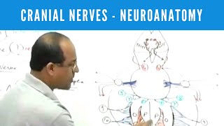 Cranial Nerves  Neuroanatomy [upl. by Lejeune527]