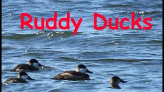 Ruddy Ducks at Memorial Lake [upl. by Om800]