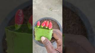 Chilli growing in aloe vera plantshortvideo gardening viralshorts satisfying [upl. by Eimma]