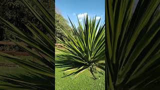 PitaFurcraea Foetida também conhecida como GravatáAçu Piteira ou Agave Americana agaves short [upl. by Hennebery]