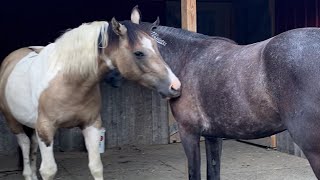 Separated Bonded Pair of Horses Reunites Again  The Koala [upl. by Hiasi]