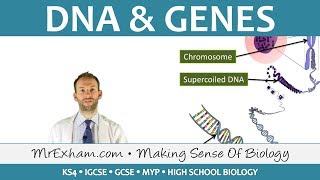 DNA and Genes  GCSE Biology 91 [upl. by Nadnal]