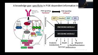 Mapping the oncogenic PI3K signaling code with singlecell resolution  Dr Ralitsa Madsen l SCP2024 [upl. by Herod699]