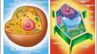Células e seus componentes seres unicelulares e pluricelulares procariontes e eucariontes [upl. by Enaerb]