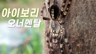 아이보리 오너멘탈 로우랜드Poecilotheria subfusca [upl. by Dianna]